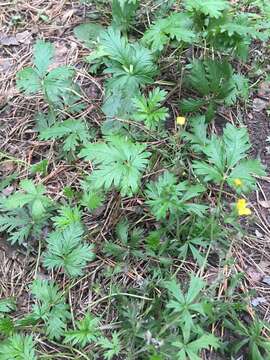 Image of Potentilla angarensis Popov