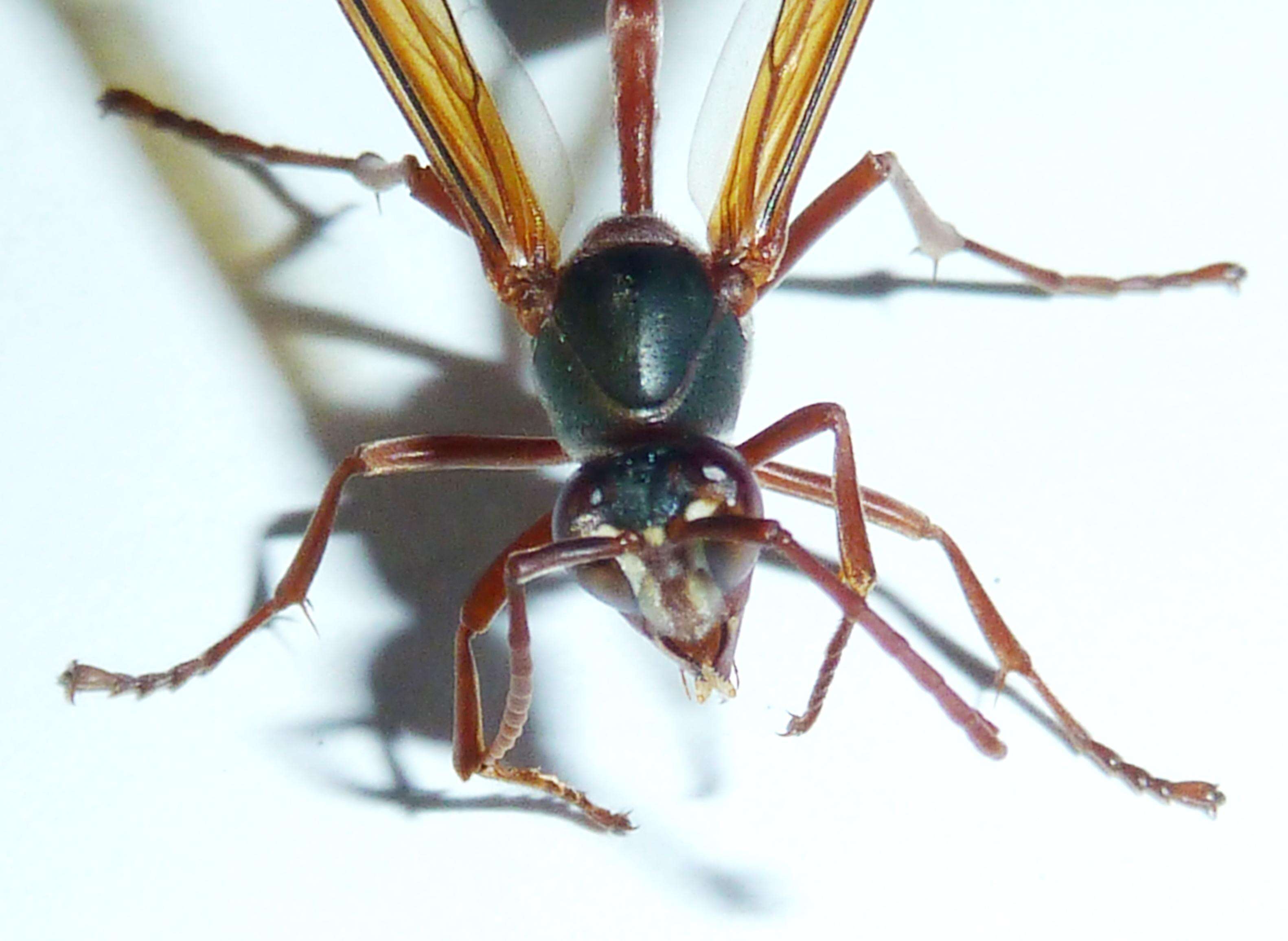 Sivun Belonogaster juncea (Fabricius 1781) kuva