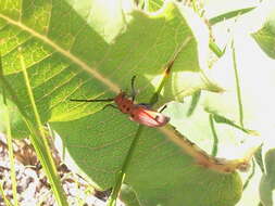 Sivun Tetraopes quinquemaculatus Haldeman 1847 kuva