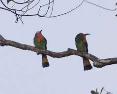 Image of Red-bearded Bee-eater