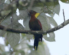 Image of Picus mentalis