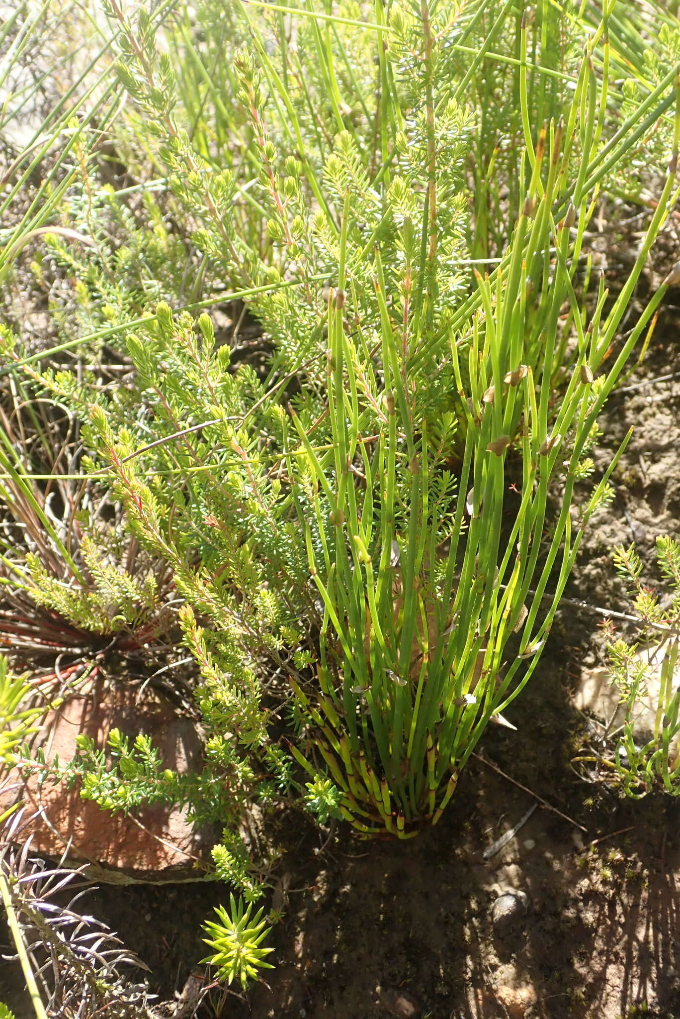 Image of Elegia juncea L.