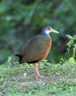 Image of Grey-cowled Wood Rail