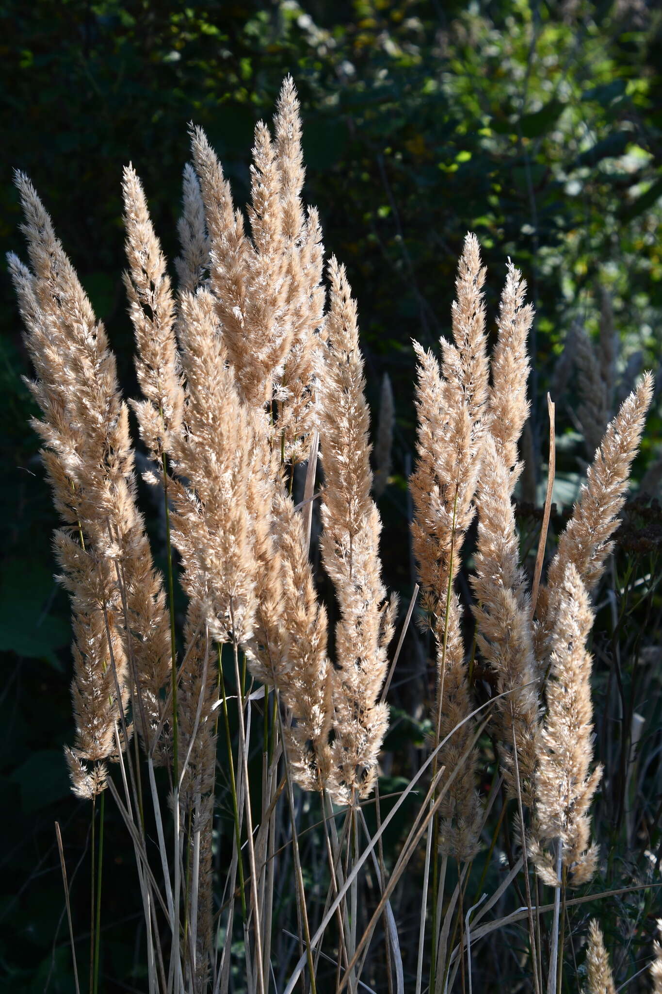 Image of Calamagrostis extremiorientalis (Tzvelev) Prob.