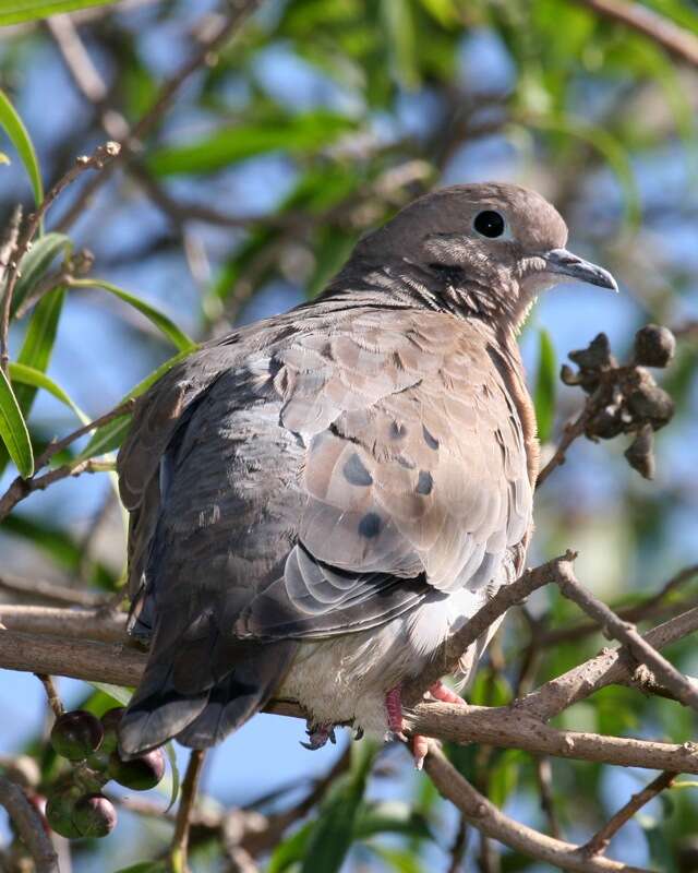 Image of Eared Dove