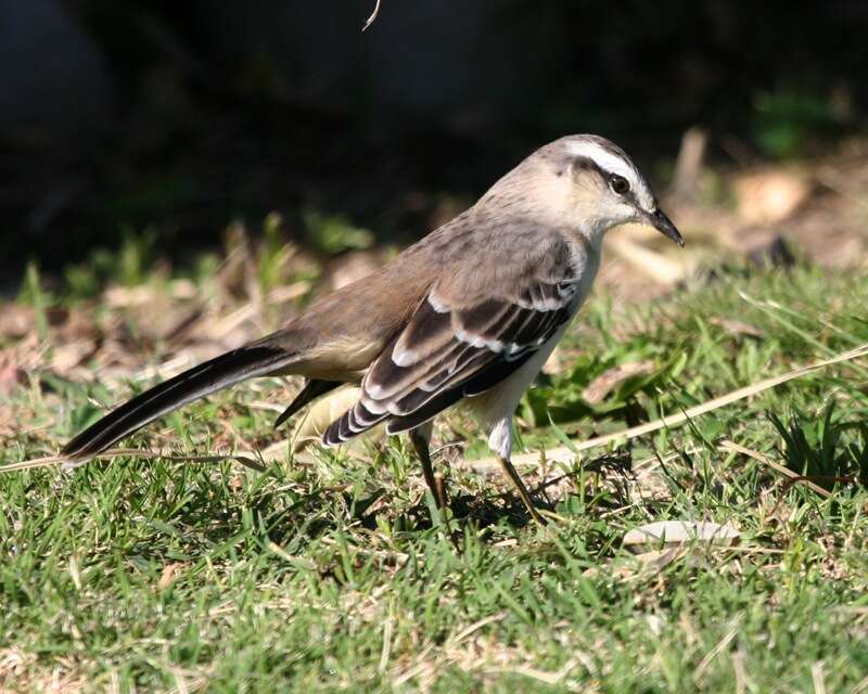 Image of Chalk-browed Mockingbird