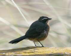 Image of Black-and-rufous Warbling Finch