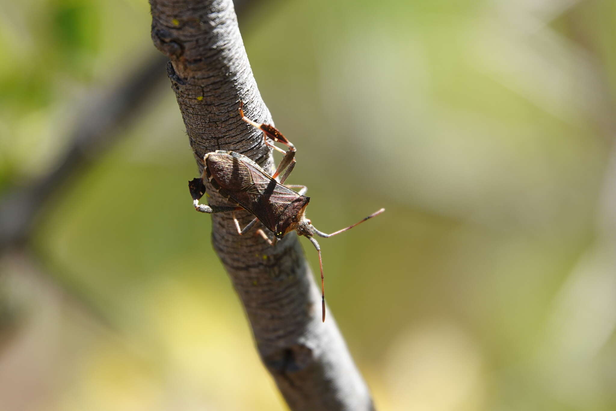 Image of Leaf-footed bug