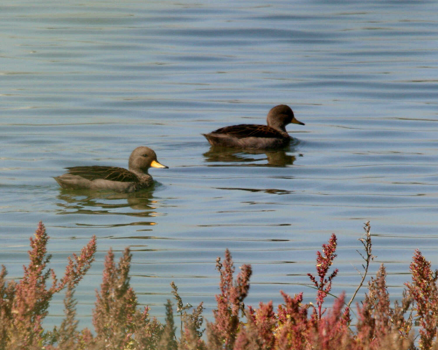 Image of Yellow-billed Teal