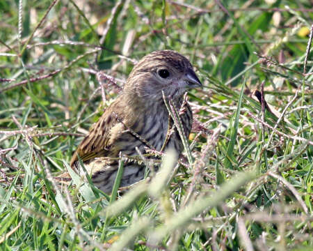 Image of Saffron Finch