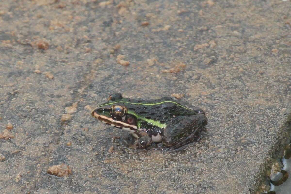 Image of Bull Frog