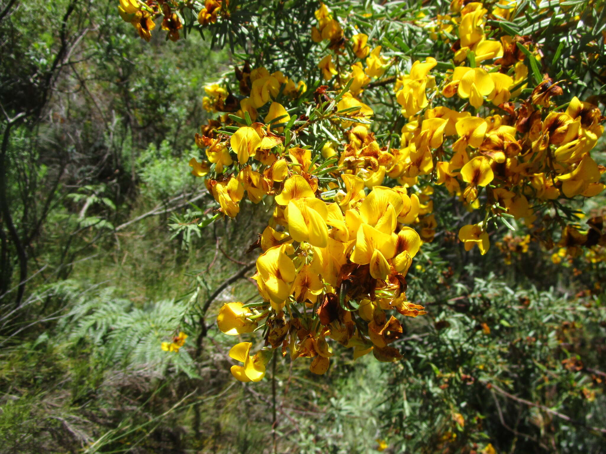 Image of <i>Cyclopia longifolia</i>