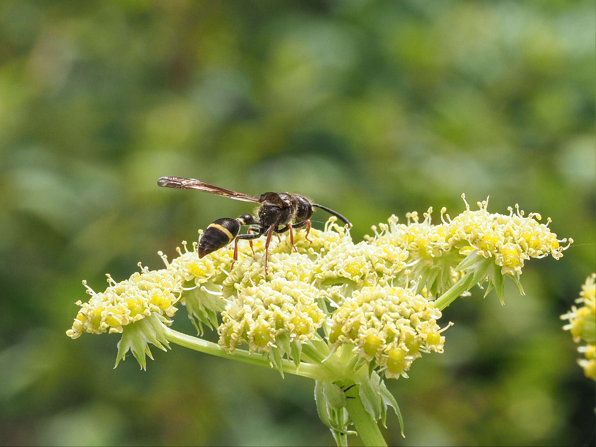 Image of <i>Australozethus <i>tasmaniensis</i></i> tasmaniensis