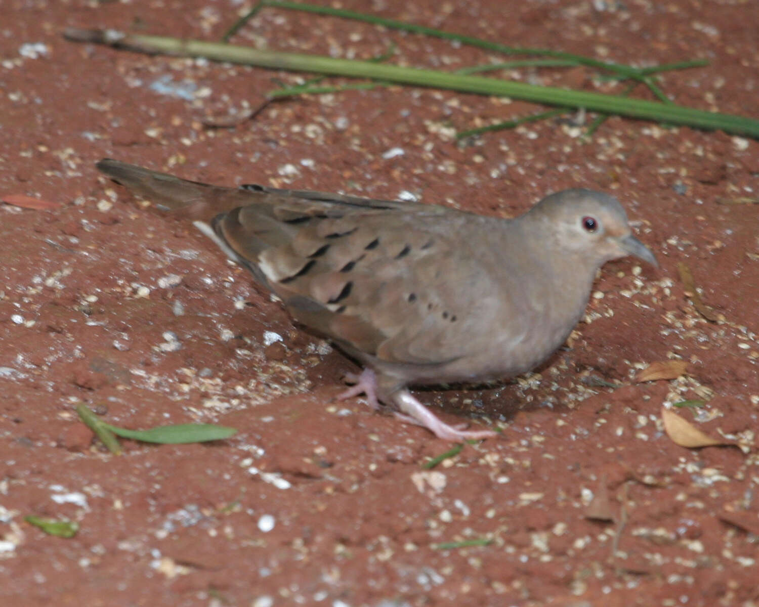 Image of Ruddy Ground Dove