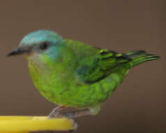 Image of Blue Dacnis