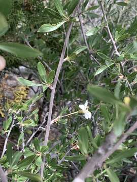 Image of wild crab apple