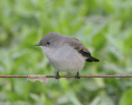 Serpophaga nigricans (Vieillot 1817)的圖片