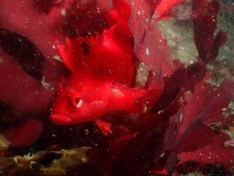 Image of Crevice Kelpfish