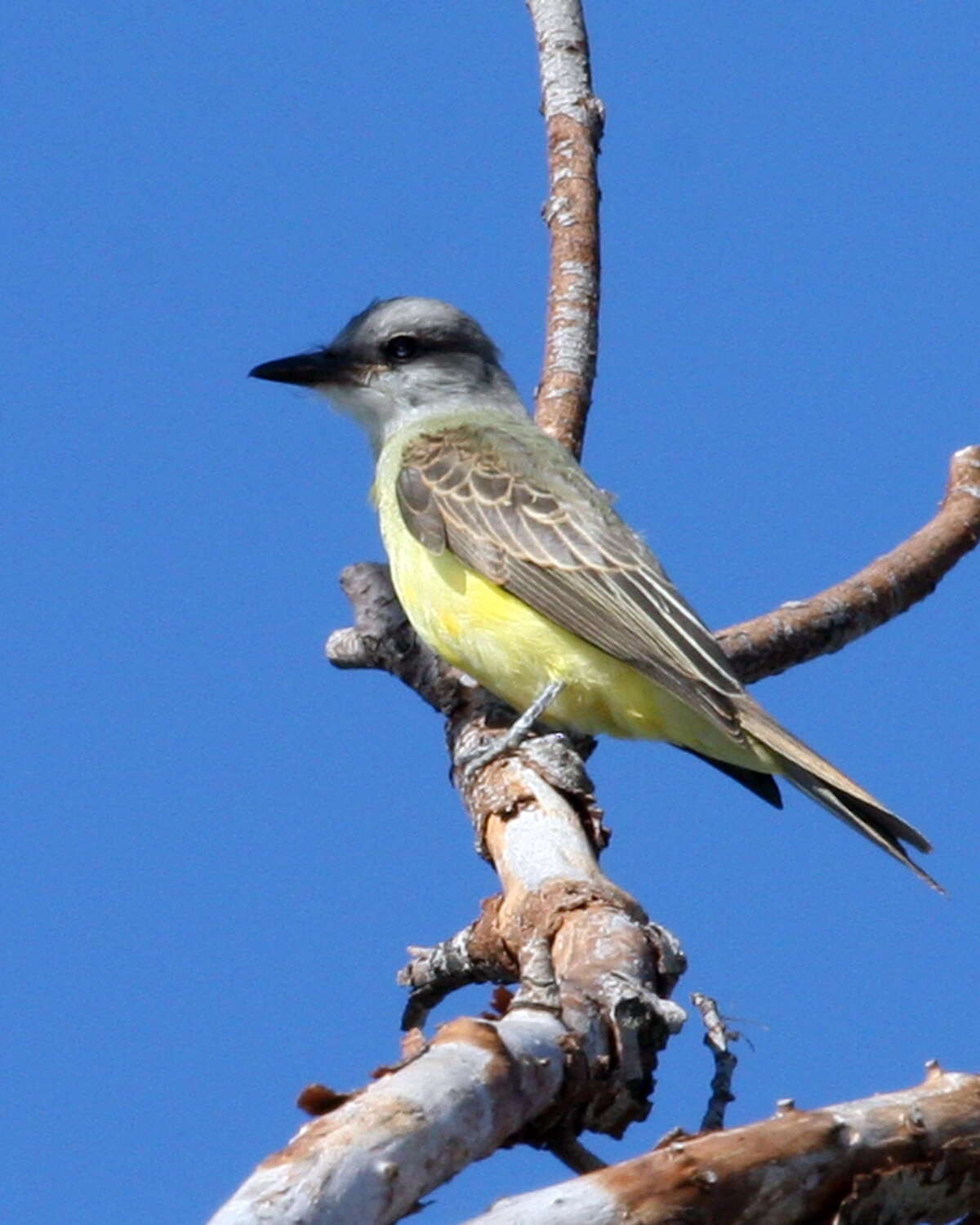 Image of Tropical Kingbird