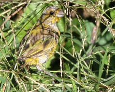 Image of Saffron Finch