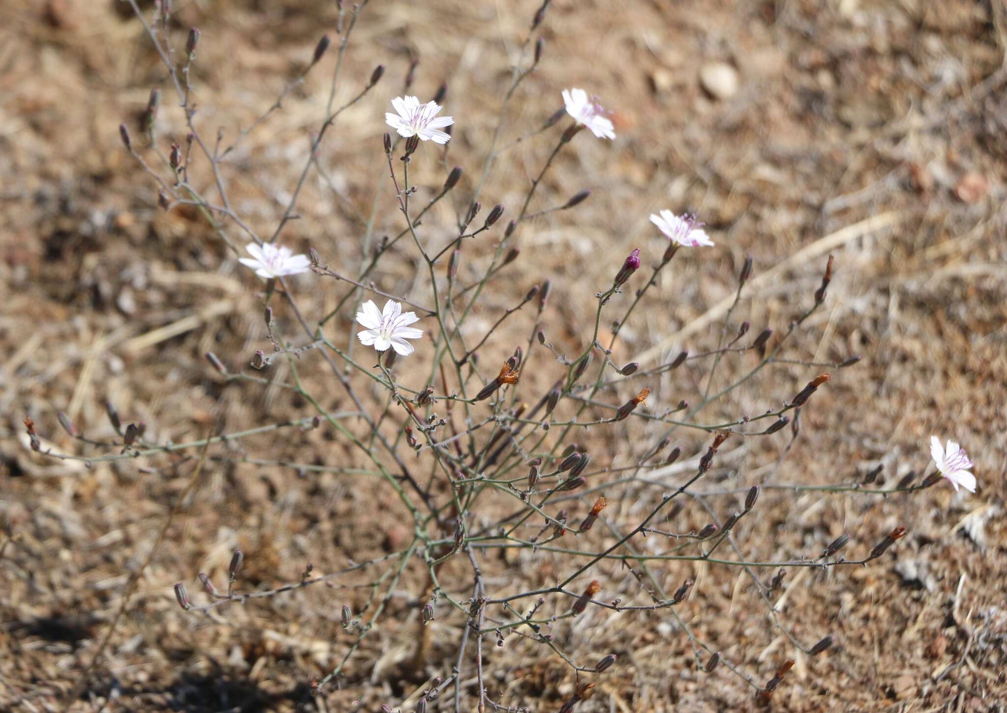 Image of Deane's wirelettuce