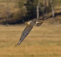 Image of Ferruginous Hawk