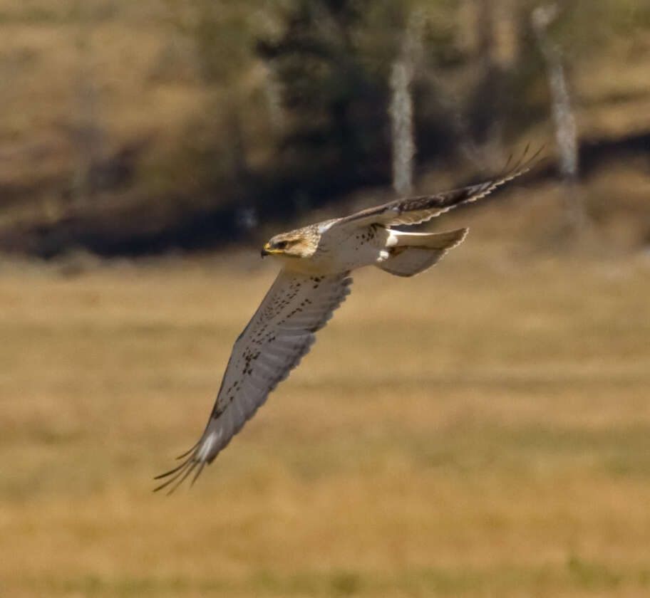 Image of Ferruginous Hawk