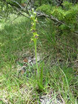 Image of Ophrys insectifera subsp. aymoninii Breistr.