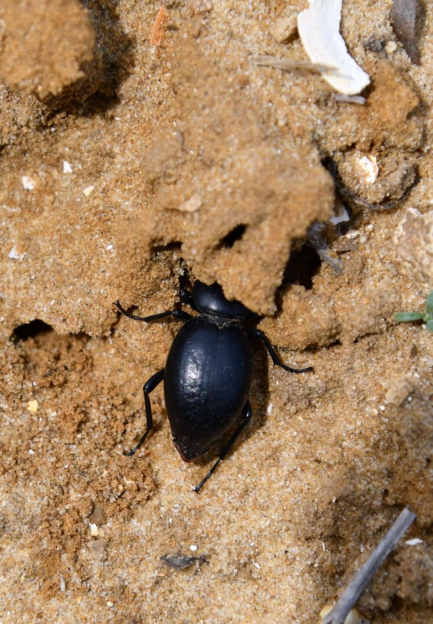 Image of Tentyria nomas