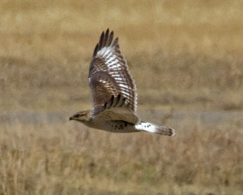 Image of Ferruginous Hawk