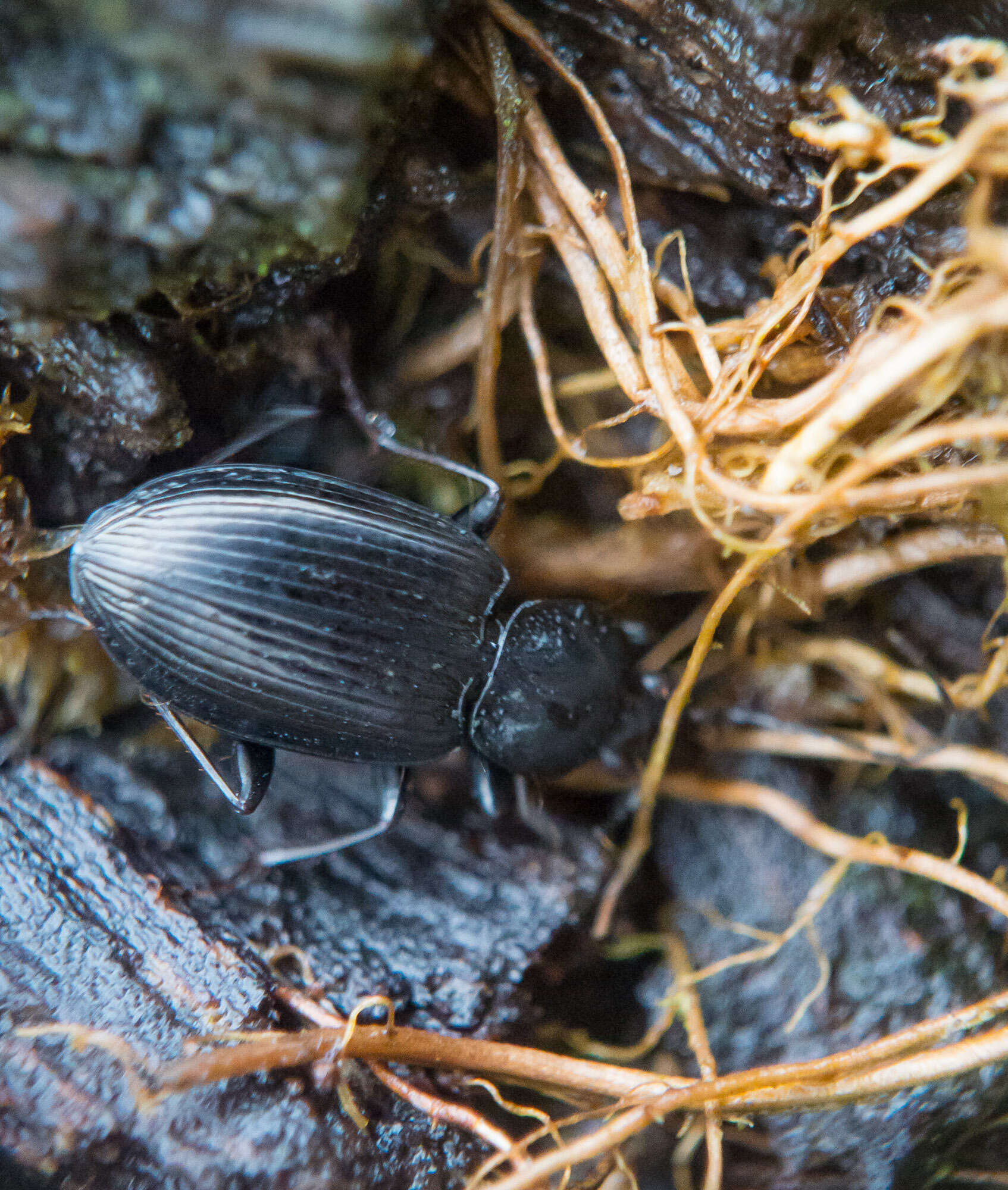 Imagem de Agonum (Agonum) placidum (Say 1823)