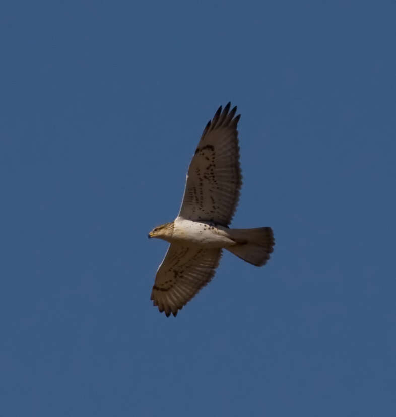 Image of Ferruginous Hawk