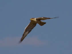 Image of Ferruginous Hawk