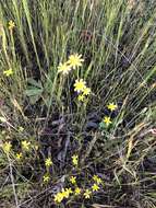 Lasthenia coronaria (Nutt.) Ornduff resmi