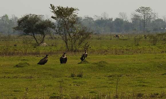 Image of Slender-billed Vulture