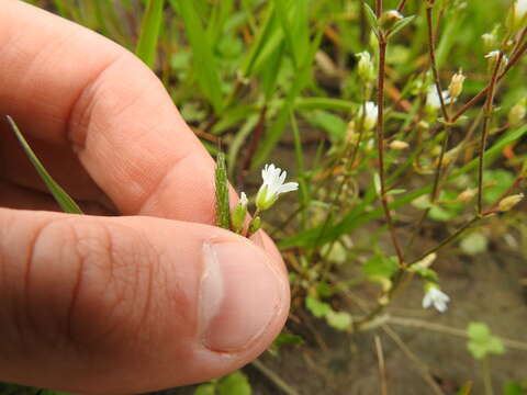 Image of doubtful chickweed