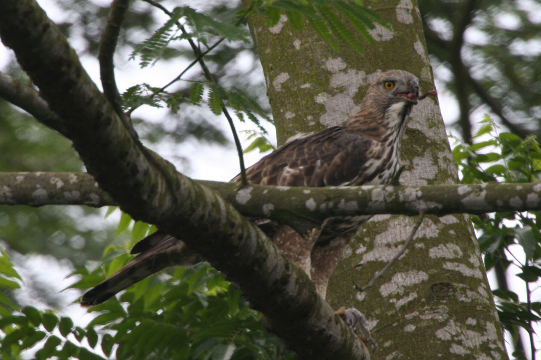 Nisaetus cirrhatus (Gmelin & JF 1788) resmi