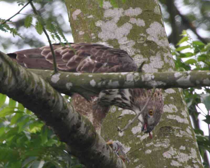 Nisaetus cirrhatus (Gmelin & JF 1788) resmi