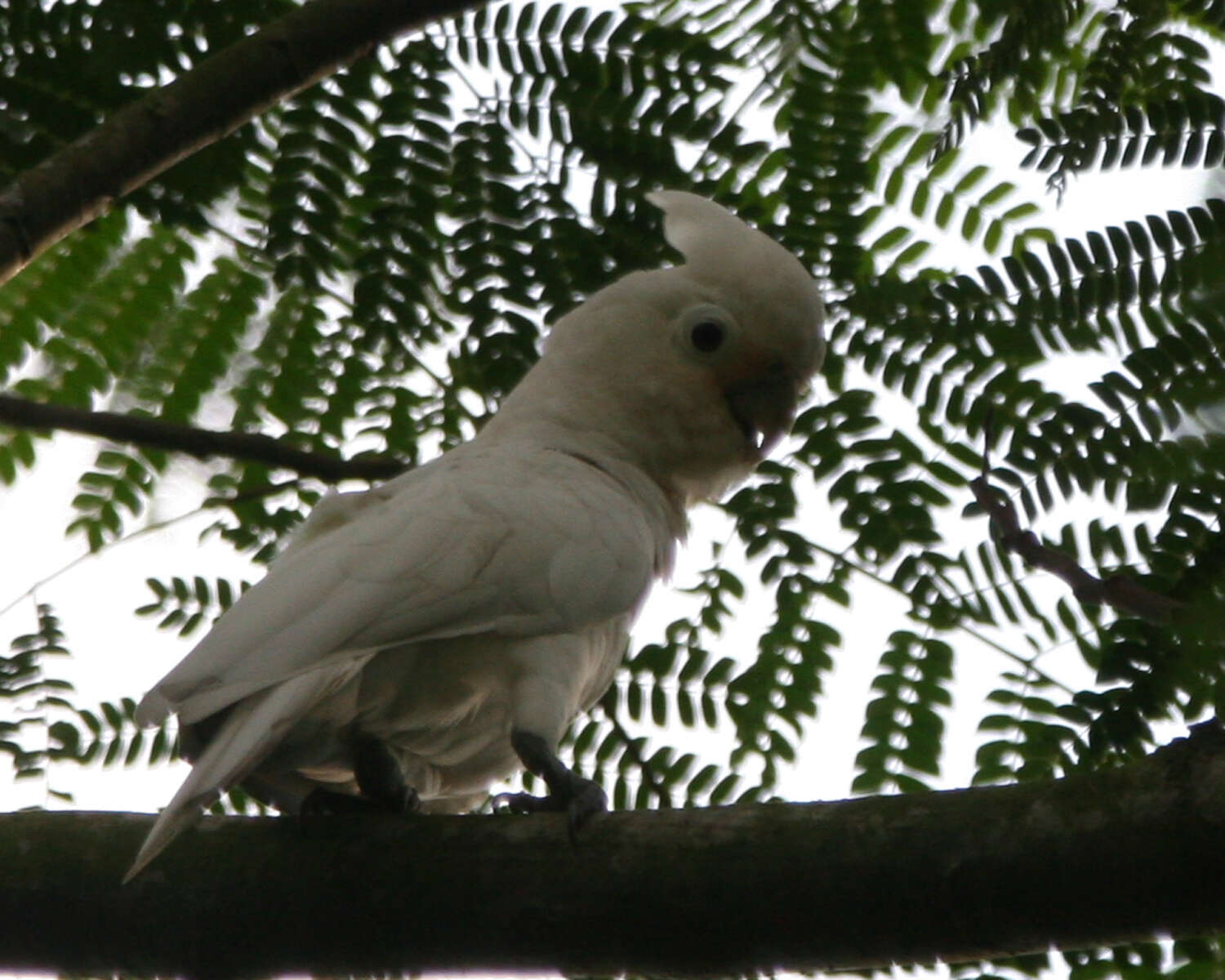 Image of Goffin's Cockatoo