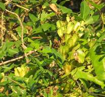 Image of Dioscorea sylvatica Eckl.