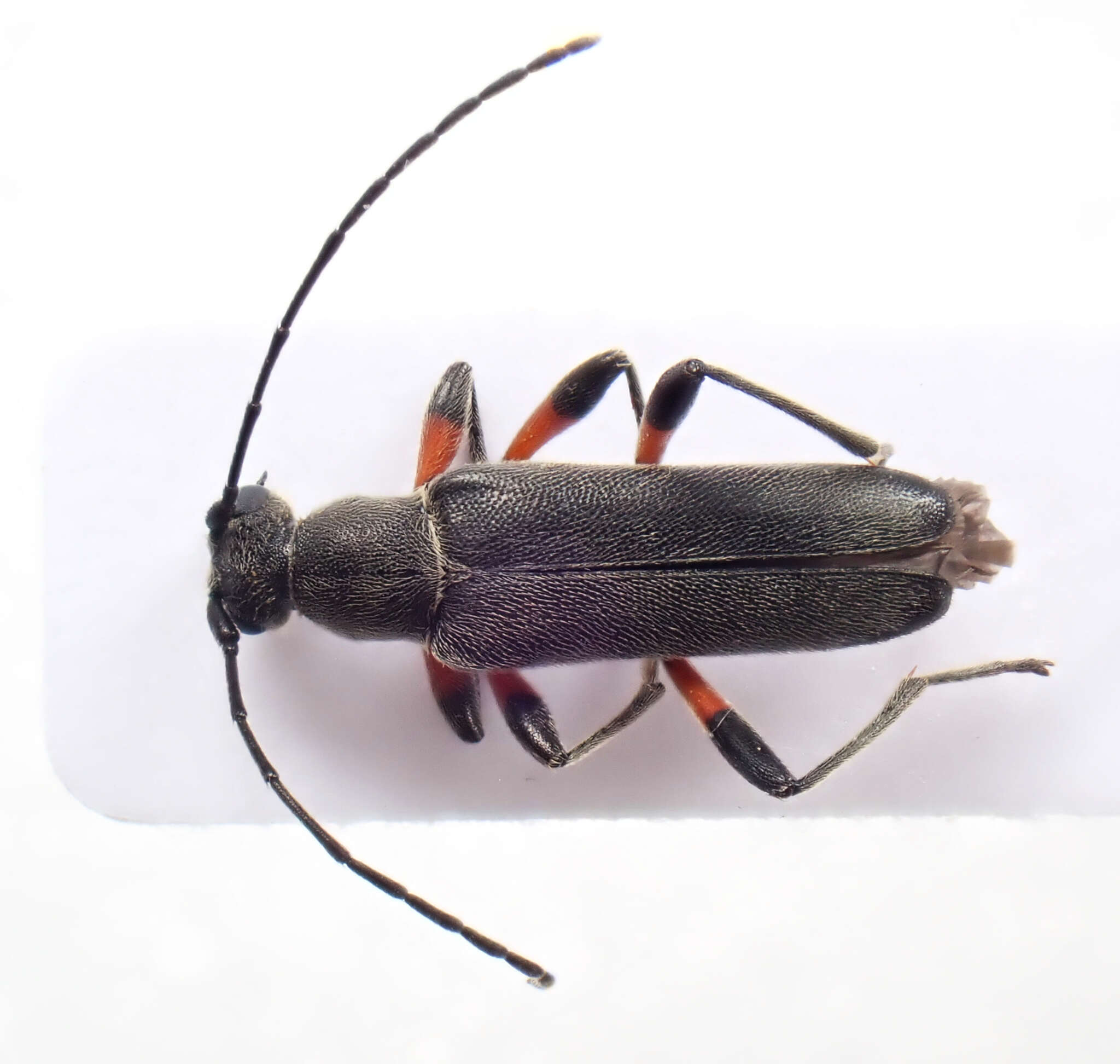 Image of Grammoptera abdominalis (Stephens 1831)