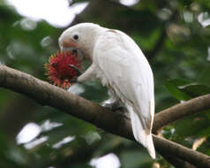 Image of Goffin's Cockatoo