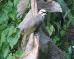 Image of Straw-crowned Bulbul