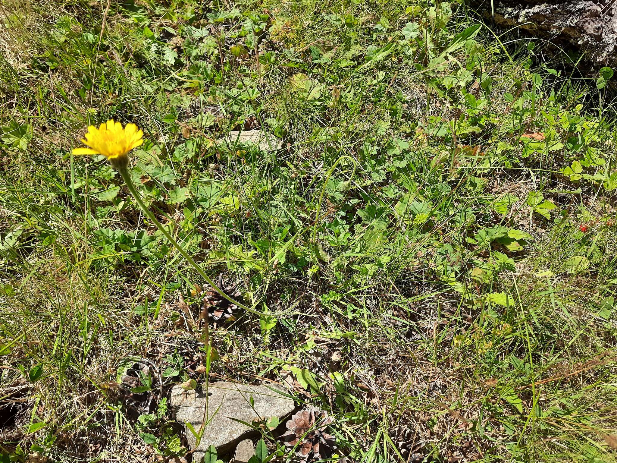 Image of Leontodon caucasicus (M. Bieb.) Fisch.