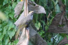 Image of Straw-crowned Bulbul