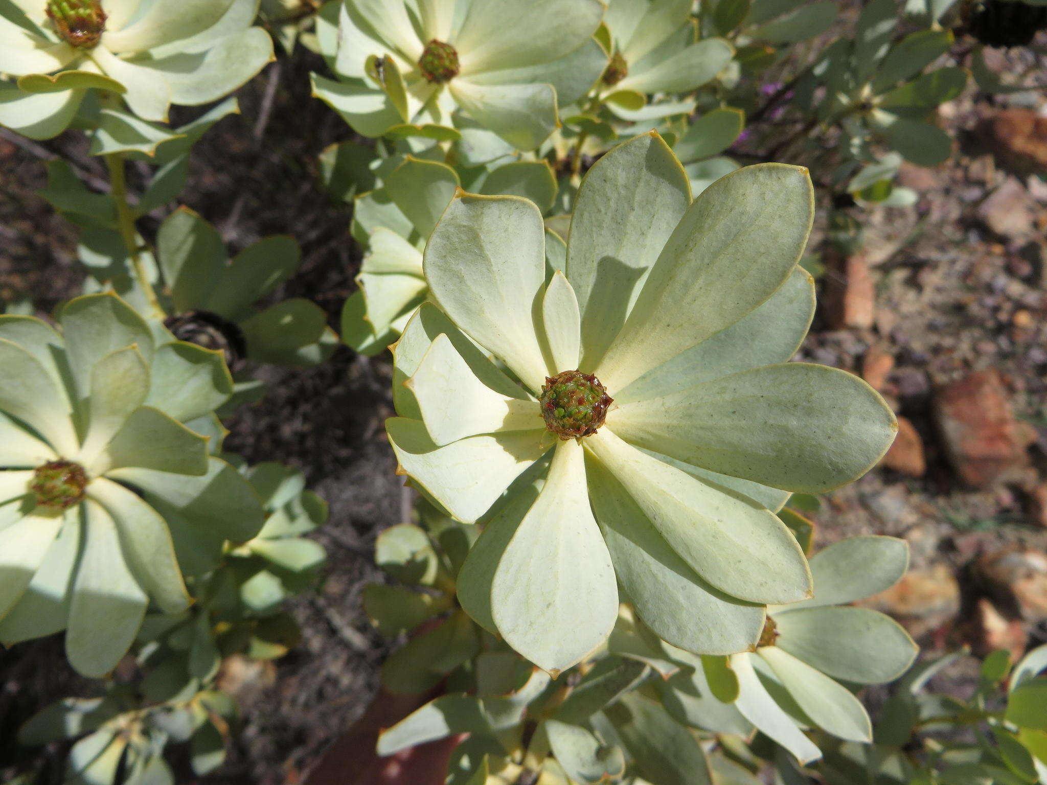 Image of Leucadendron loranthifolium (Salisb. ex Knight) I. Williams