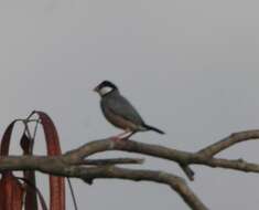 Image of Java Sparrow