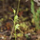 Image of Daintree's greenhood