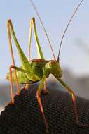 Image of speckled bush-cricket