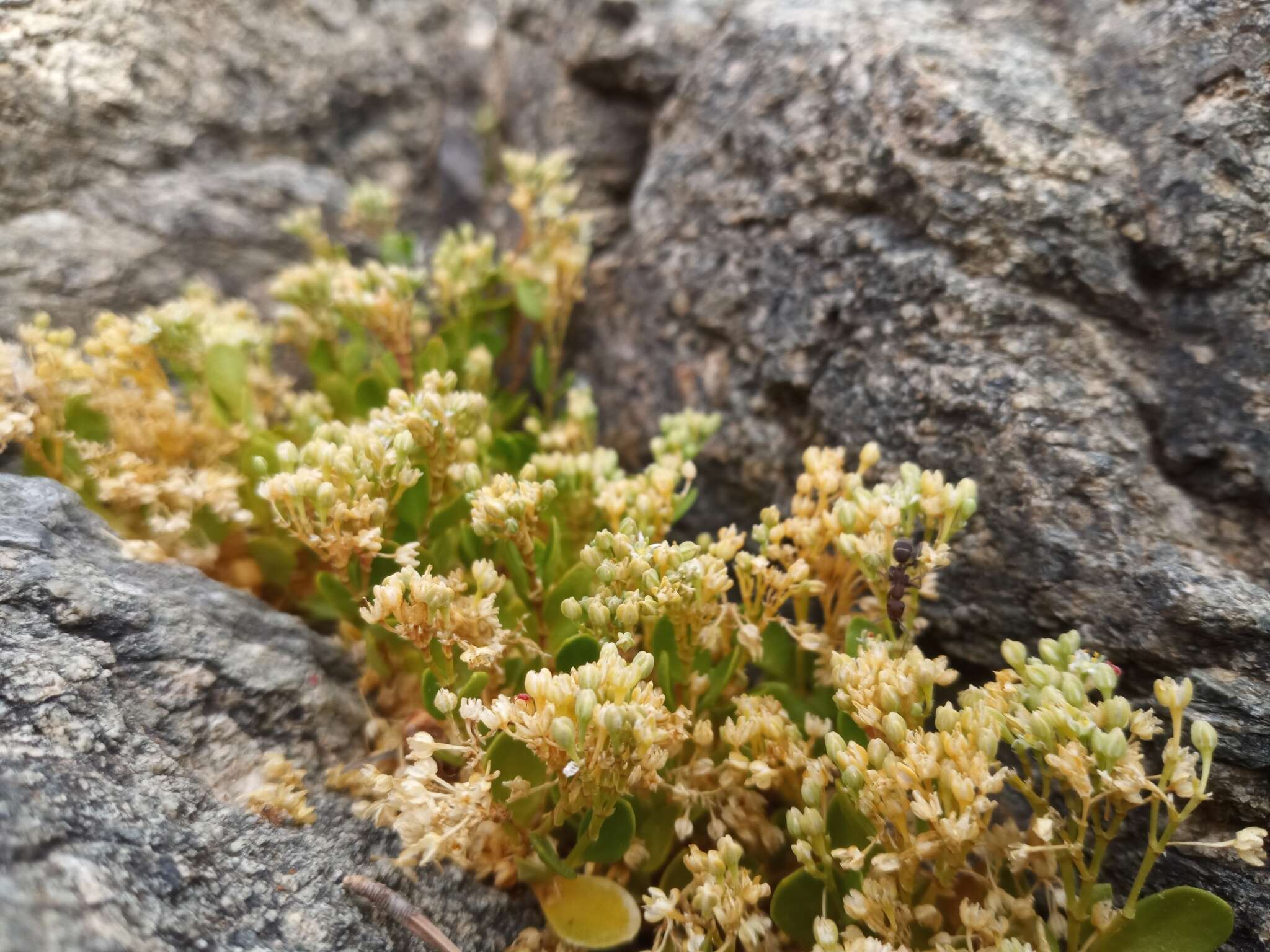 Imagem de Polycarpon tetraphyllum subsp. catalaunicum (O. Bolòs & Vigo) Iamonico & Domina